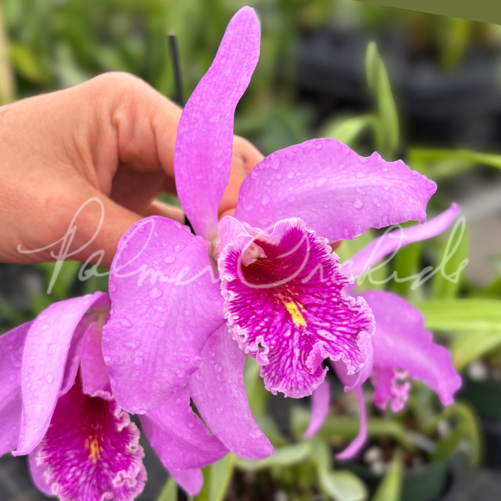 Cattleya+maxima+'Gorgeous'+x+